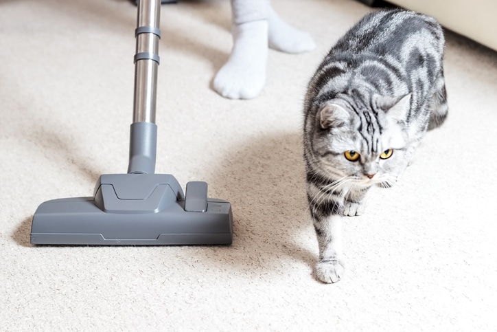 Read more about the article 5 Reasons To Professionally Clean Your Carpet