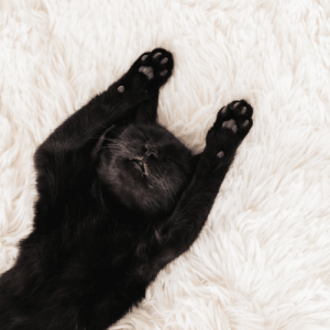 Read more about the article A Clean House for a Happier Holiday!