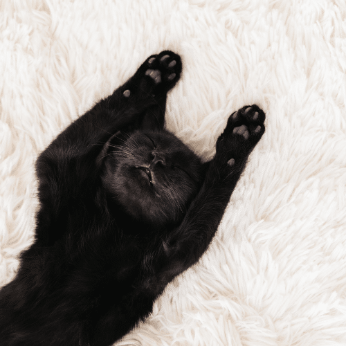 Read more about the article A Clean House for a Happier Holiday!